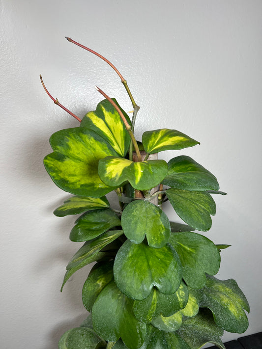 8" Hoya Kerrii Reverse Variegated Totem