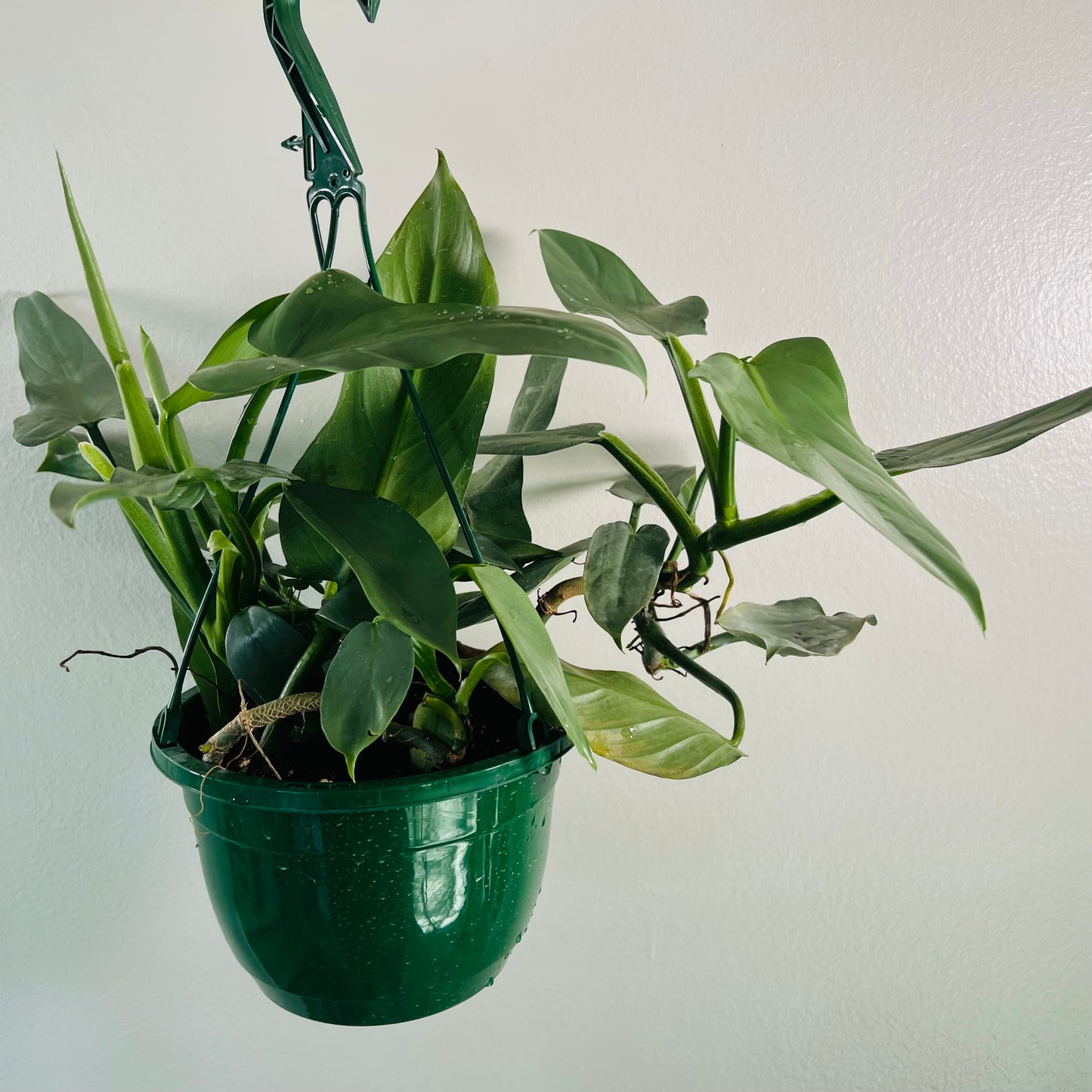 8” Philodendron Silver Sword Hanging Basket