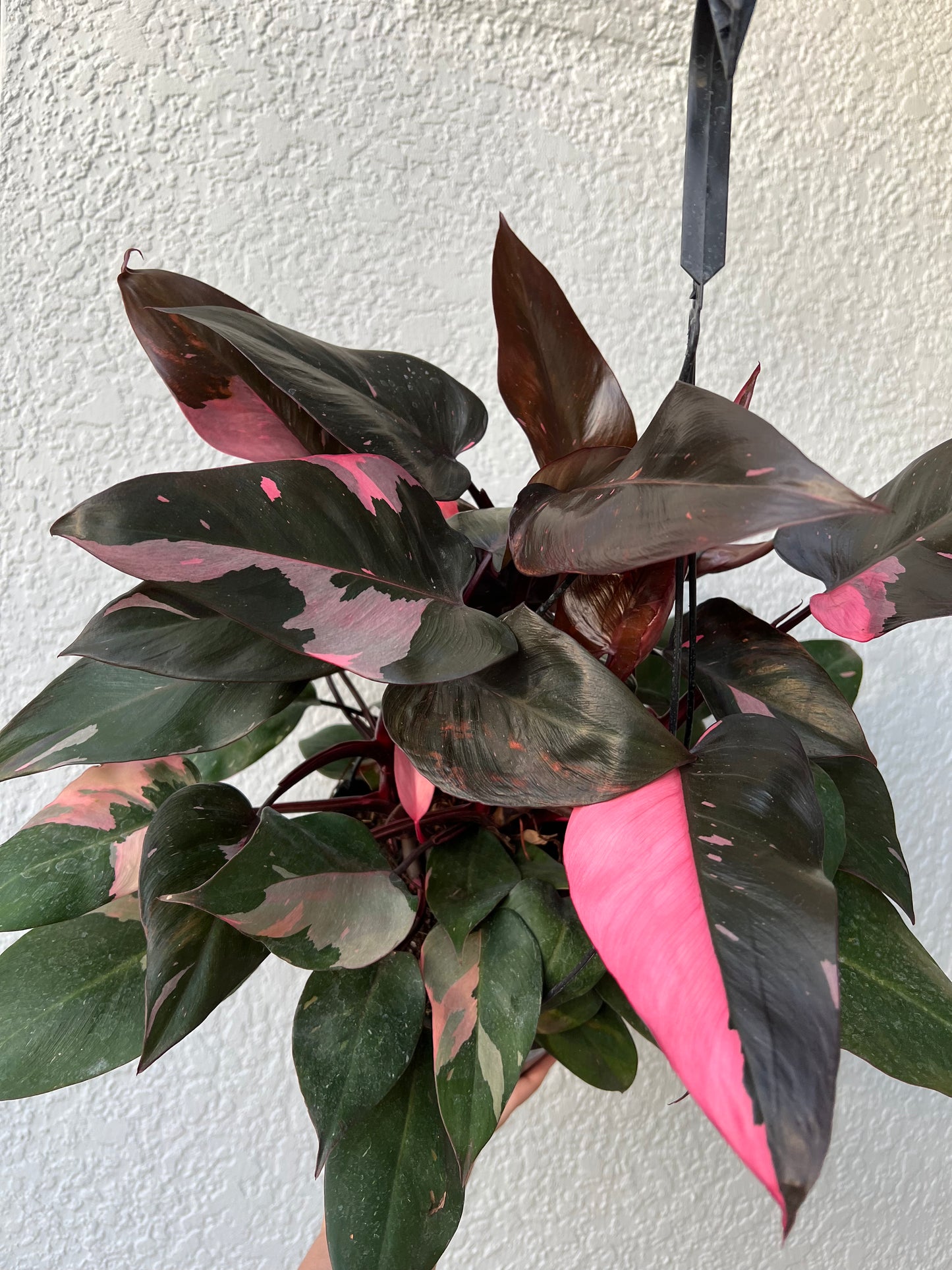 8” Philodendron Pink Princess