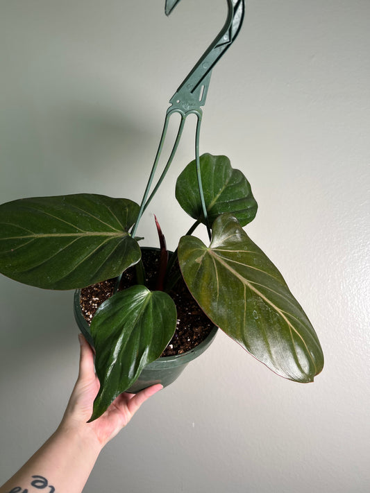 8" Philodendron Summer Glory Hanging Basket