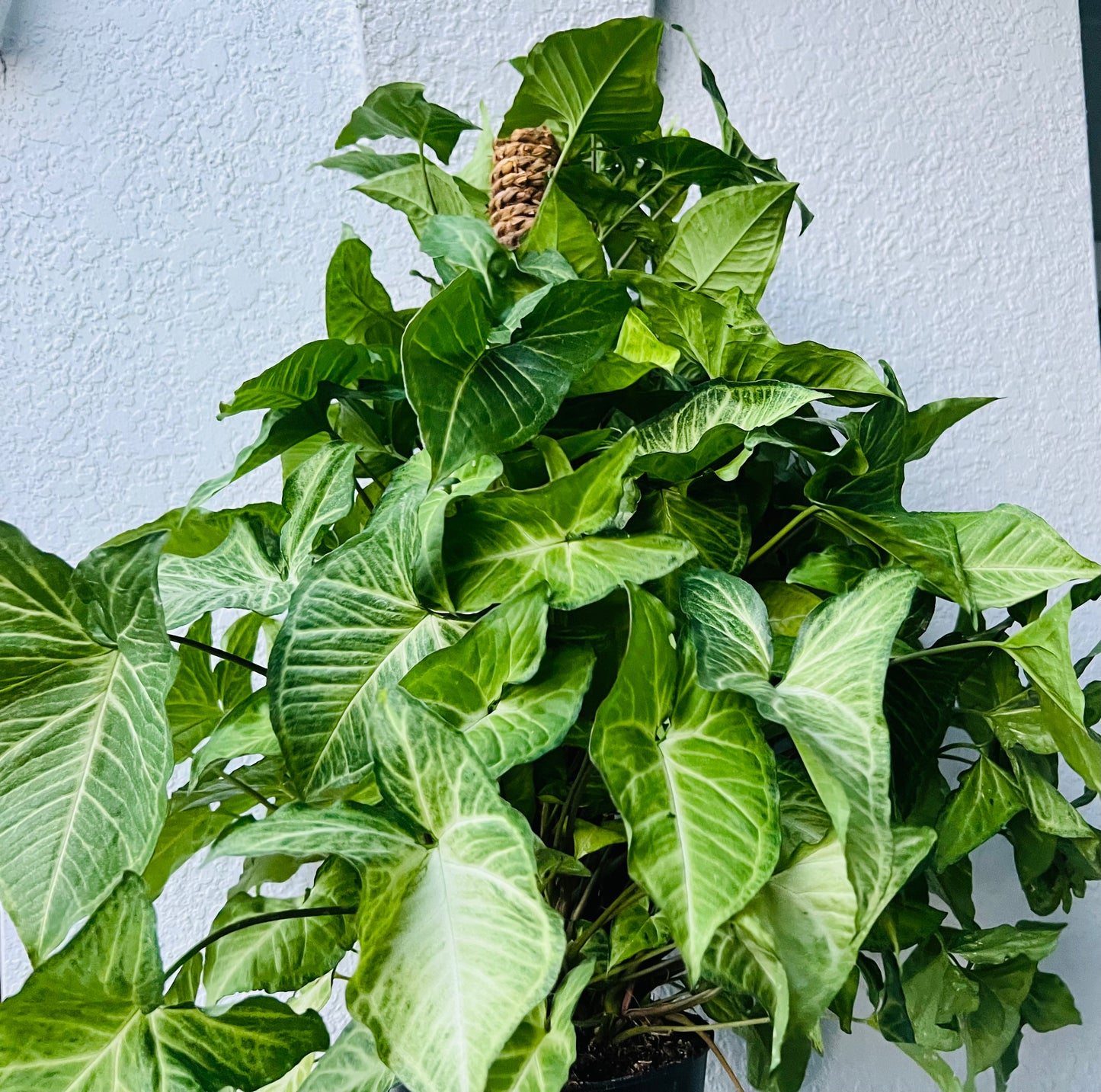 8” Syngonium White Butterfly Pole