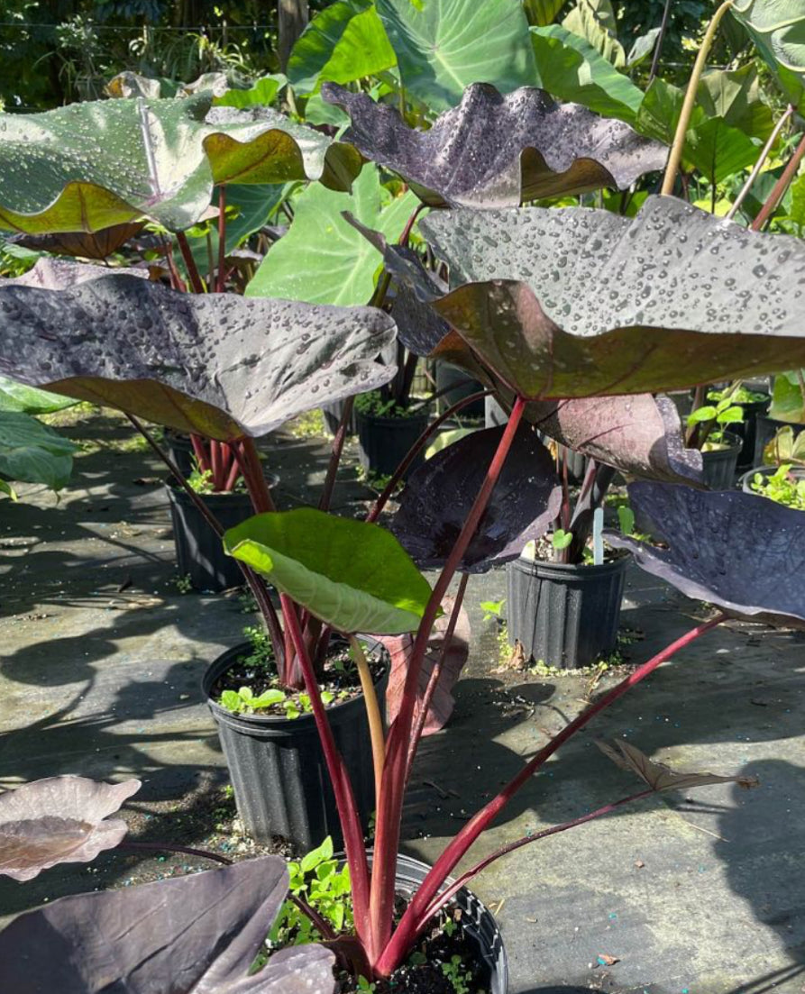 8” Colocasia Black Magic