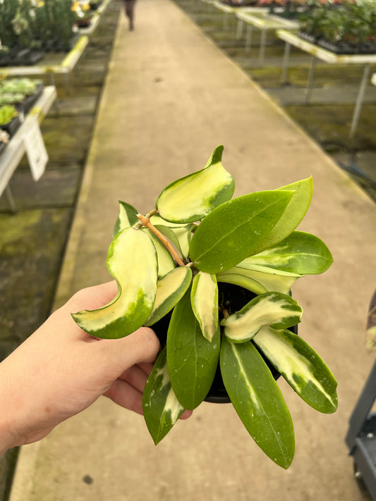 4” Hoya Acuta Inner Variegated