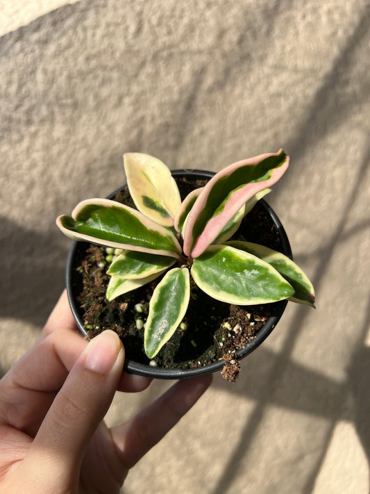 4” Hoya Krinkle 8 Variegated
