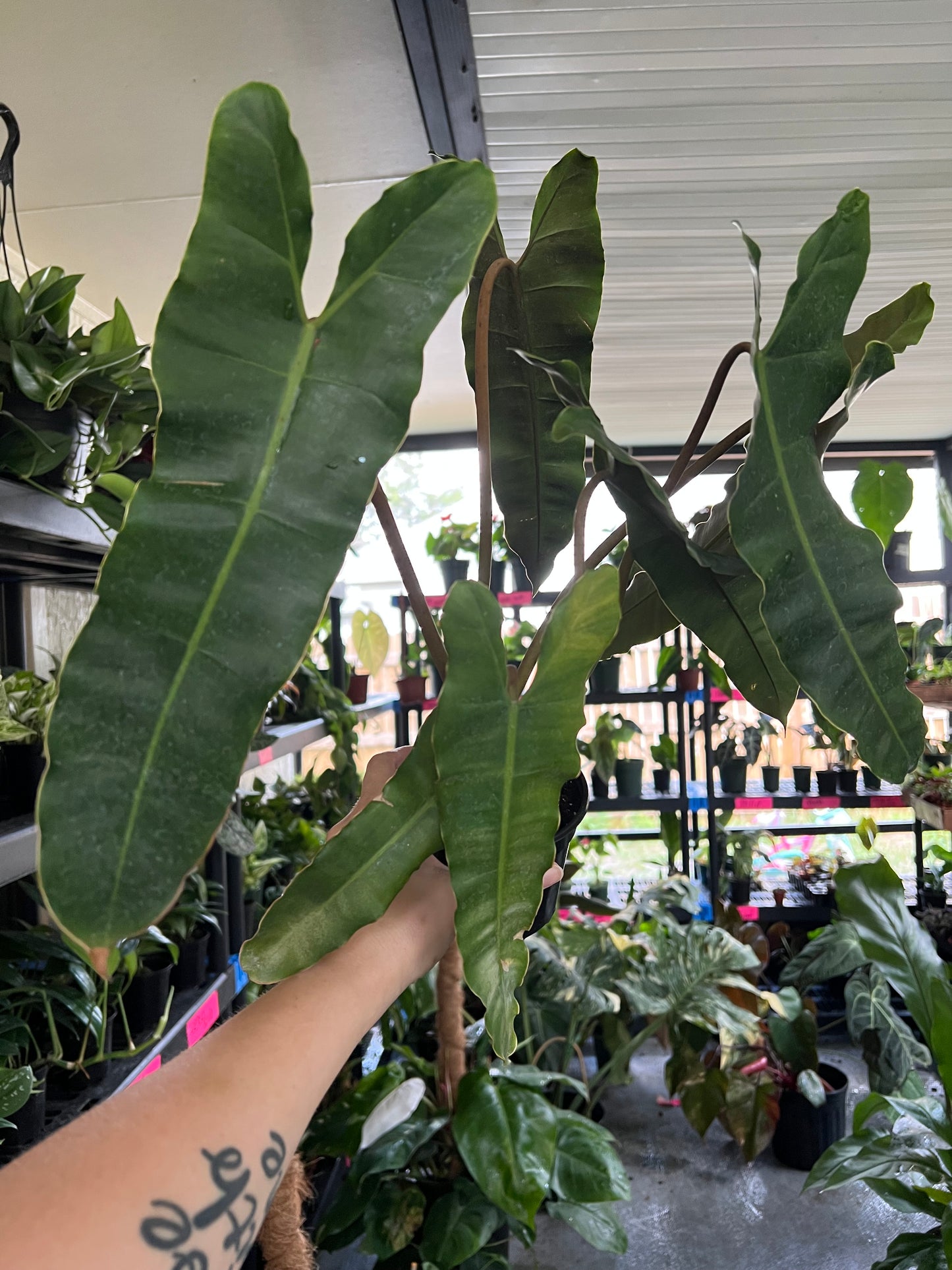 4”Philodendron Black Billietiae
