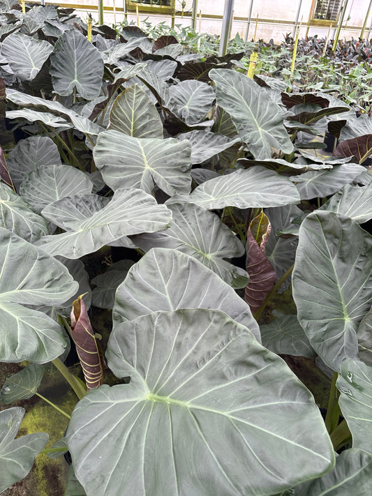 8” Alocasia Regal Shield