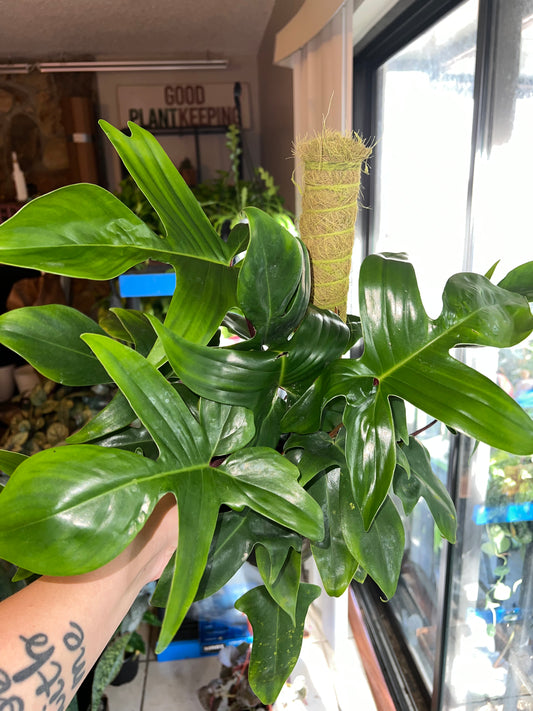 6” Philodendron Florida Green Pole