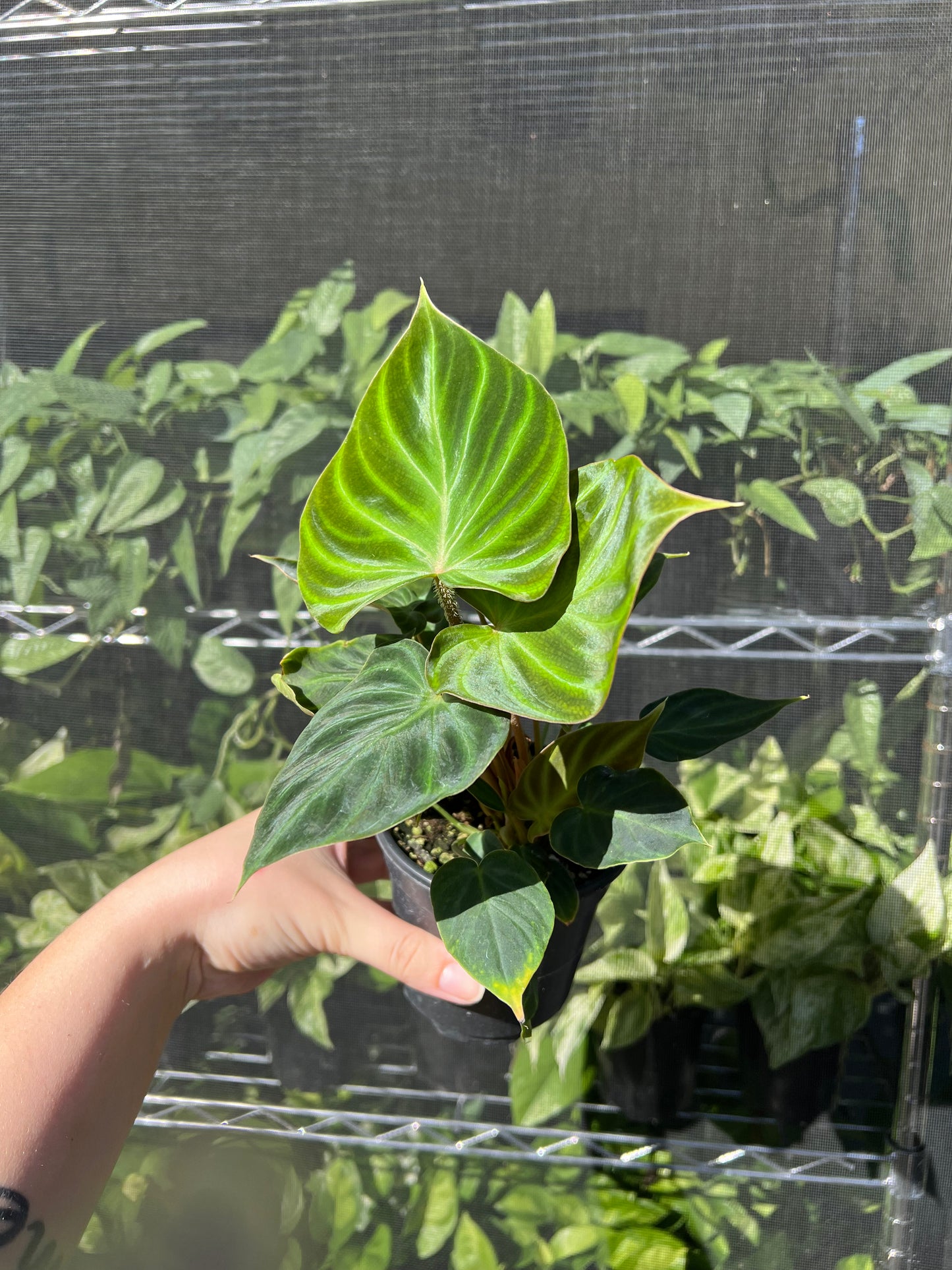 4" Philodendron Verrucosum