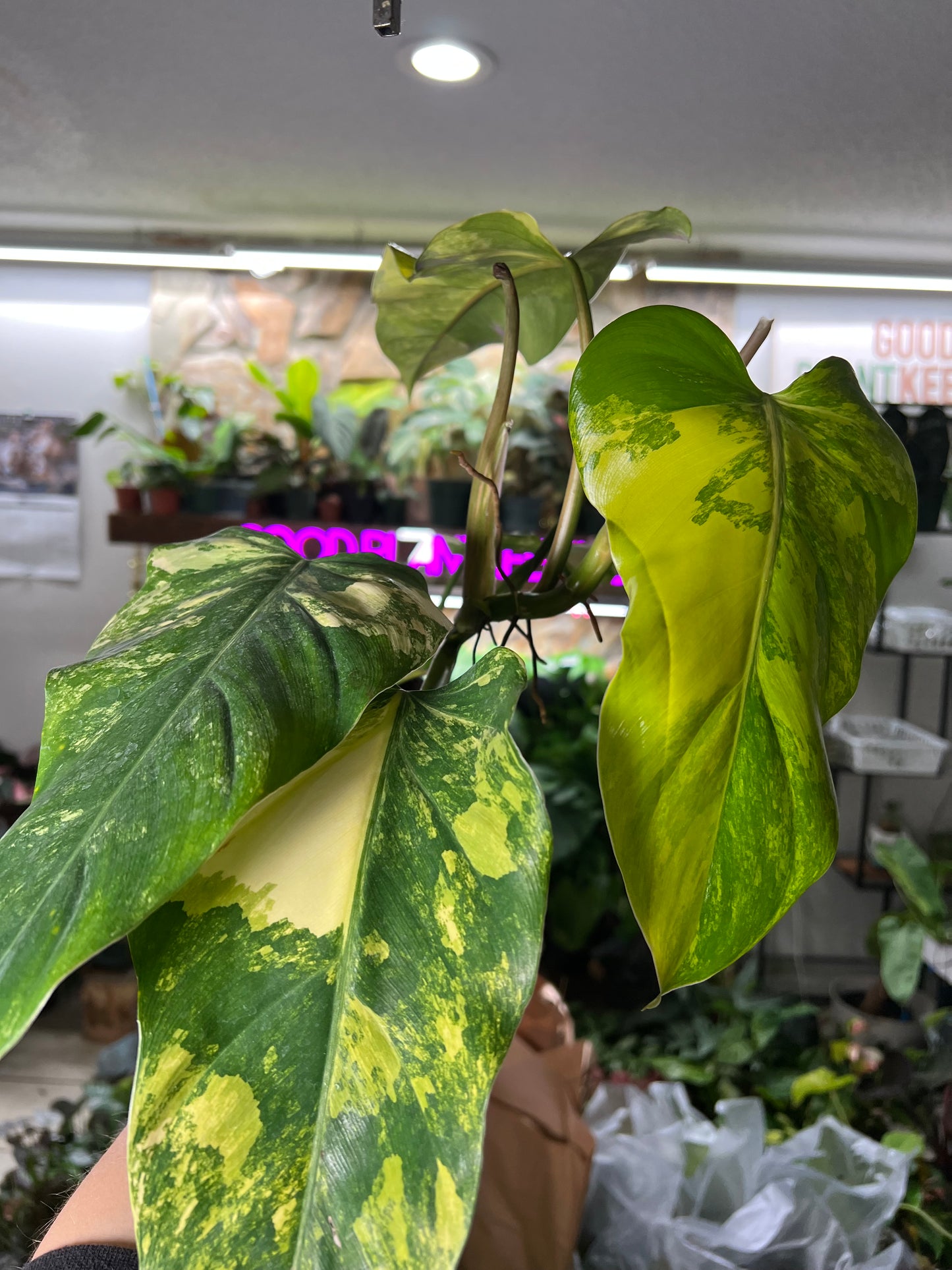 4” Philodendron Domesticum Variegata