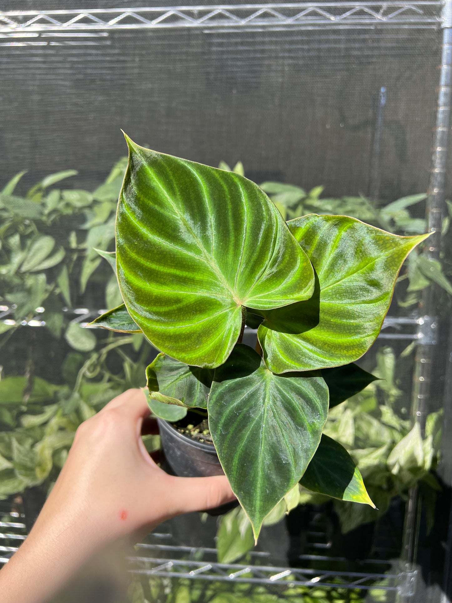 4" Philodendron Verrucosum