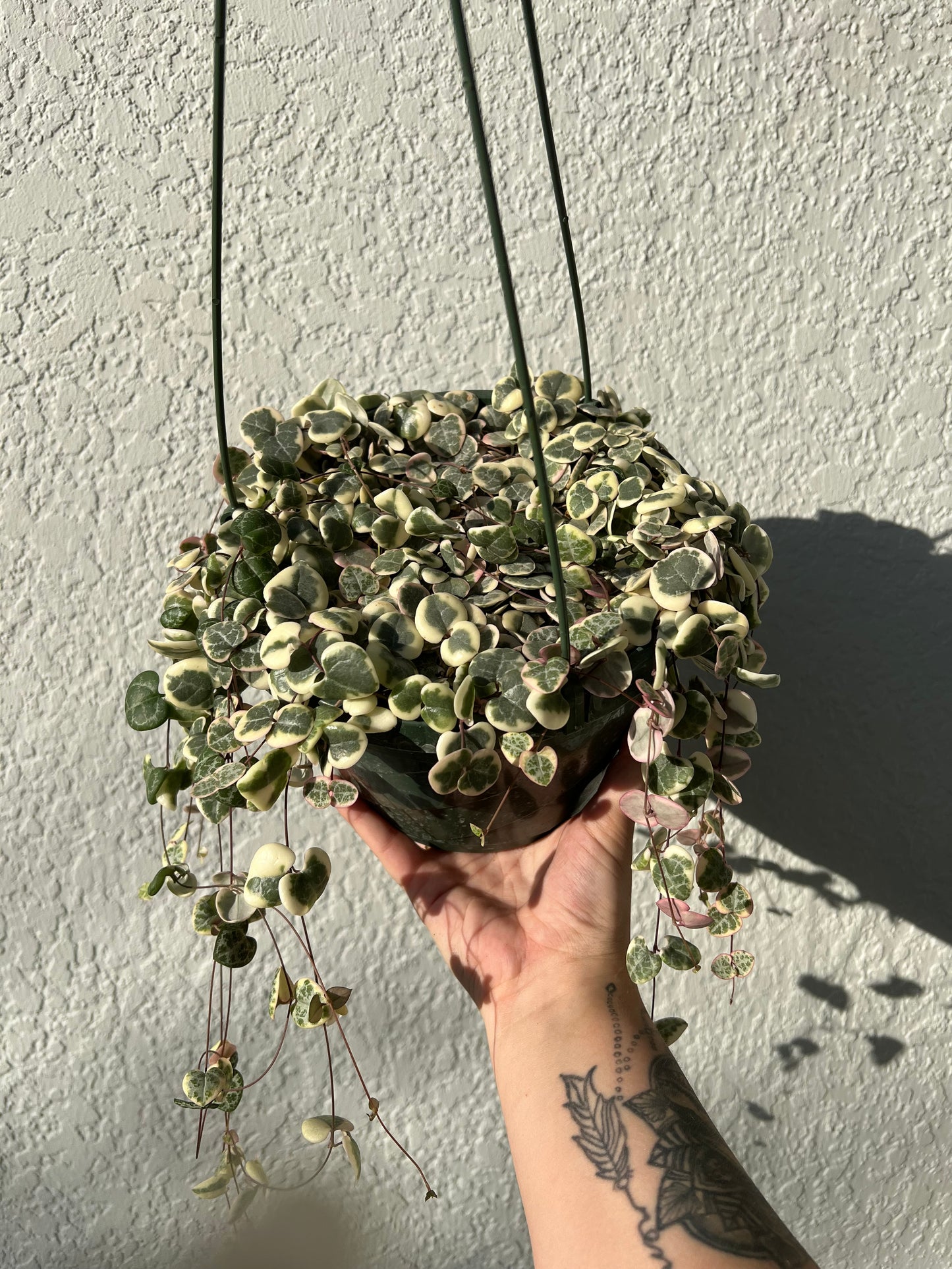 8” Variegated String of Hearts