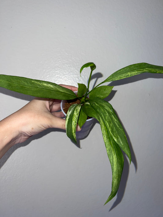 3” Anthurium Vittarifolium Variegated