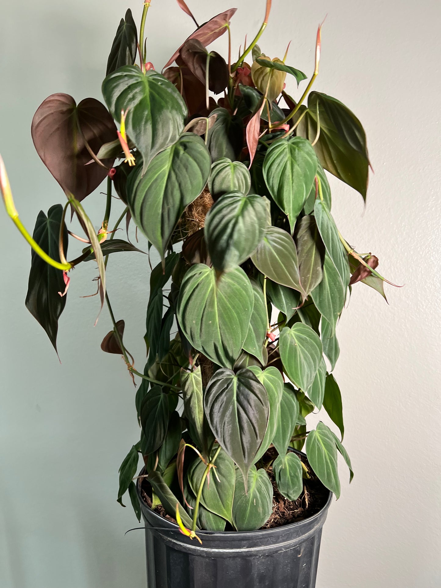 8” Philodendron Micans Pole