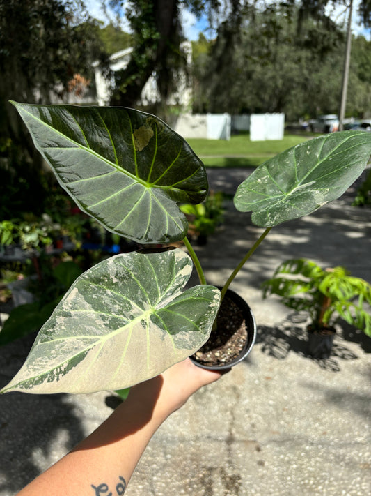 4” Variegated Alocasia Regal Shield