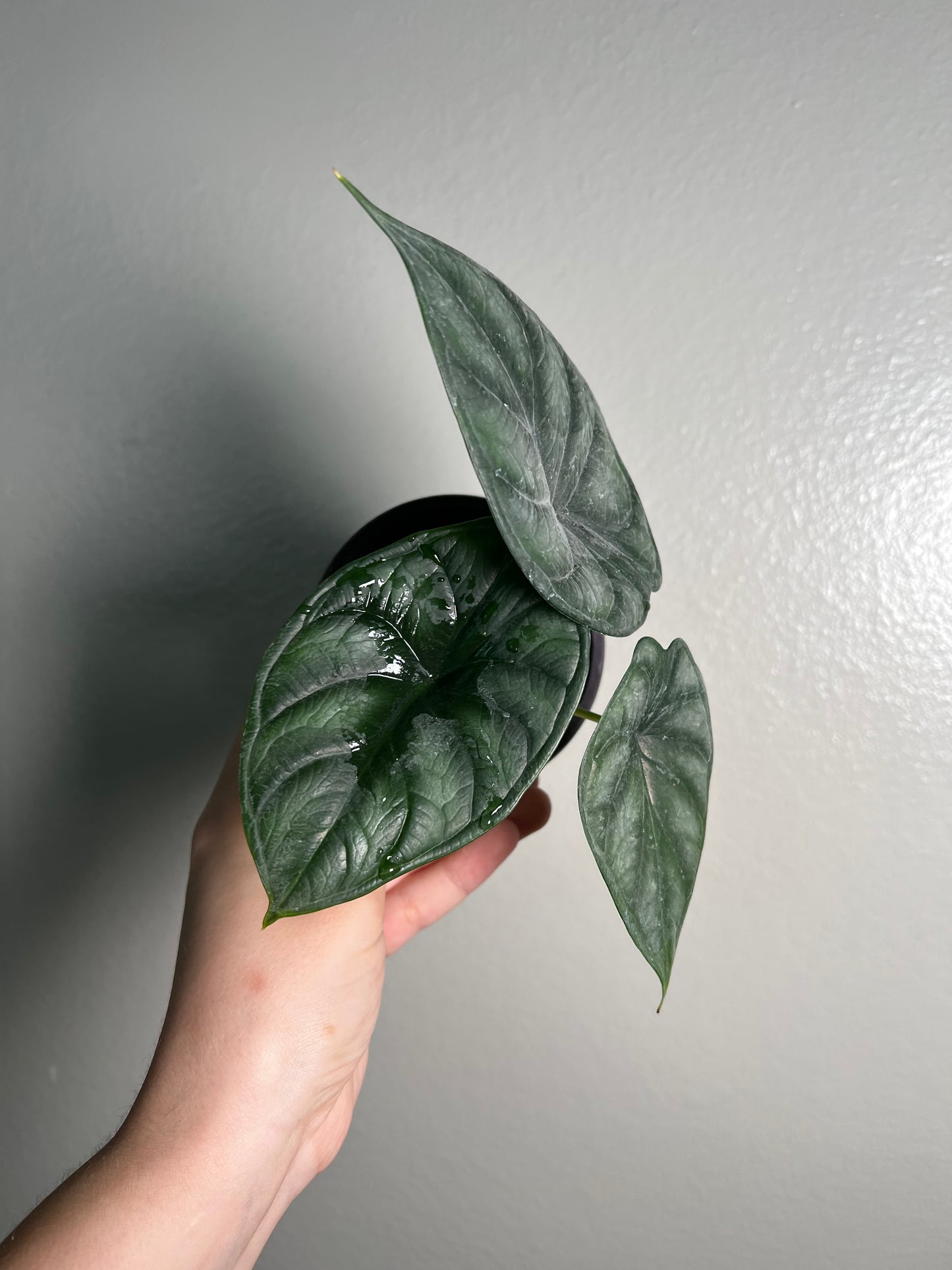 4” Alocasia Dragon Scale