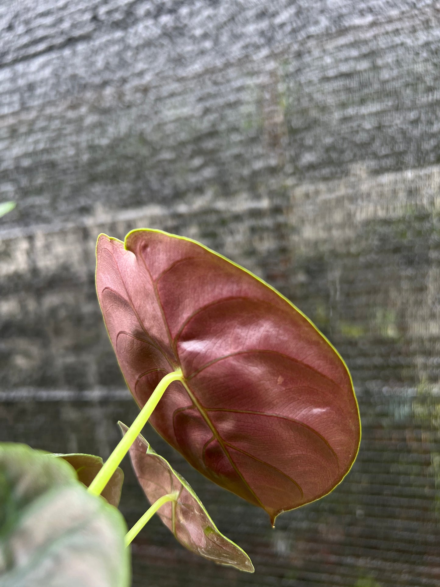 4” Alocasia Cuprea Red Secret