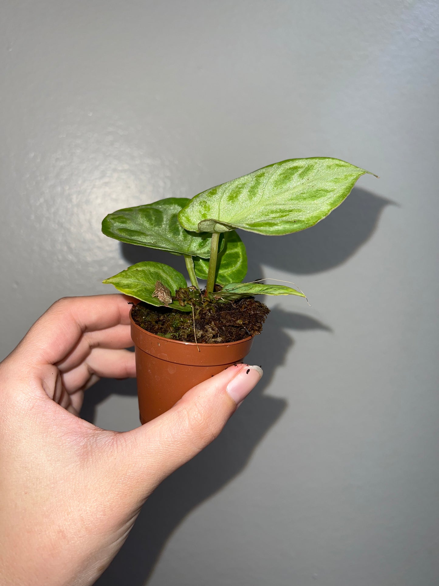 2” Anthurium Silver Blush