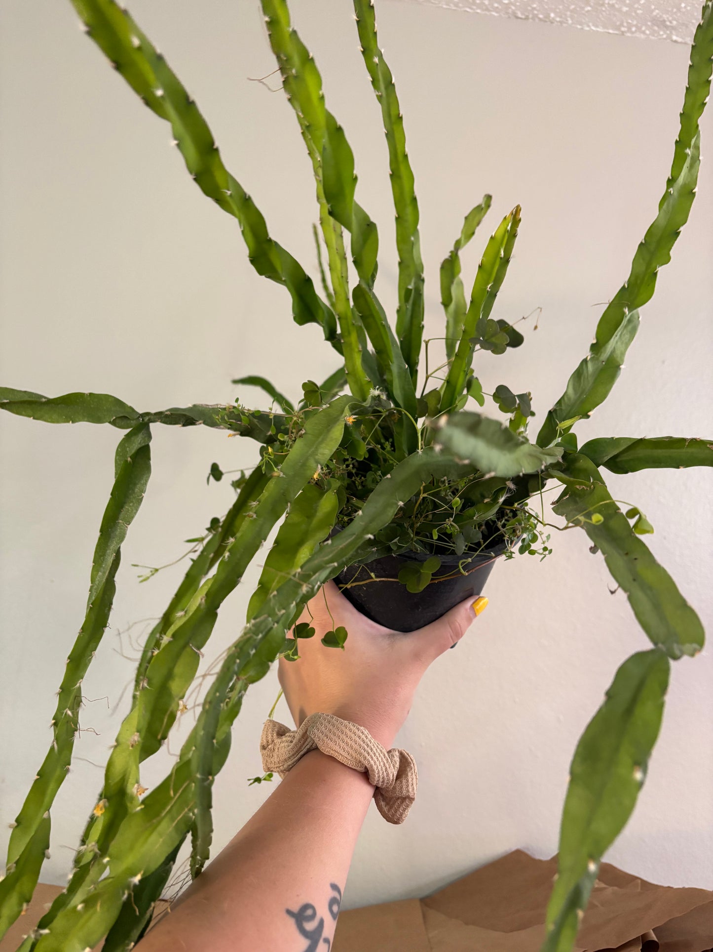 6” Twisty Cactus