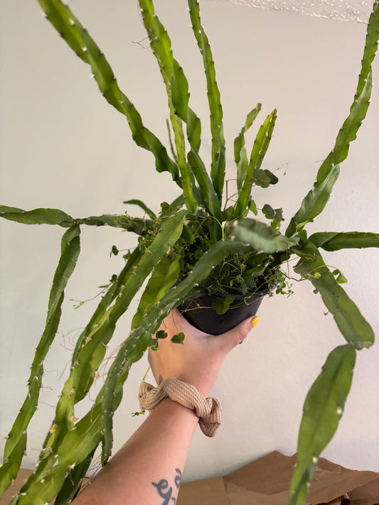 6” Twisty Cactus
