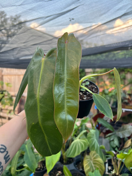 4” Philodendron Spiritus Sancti
