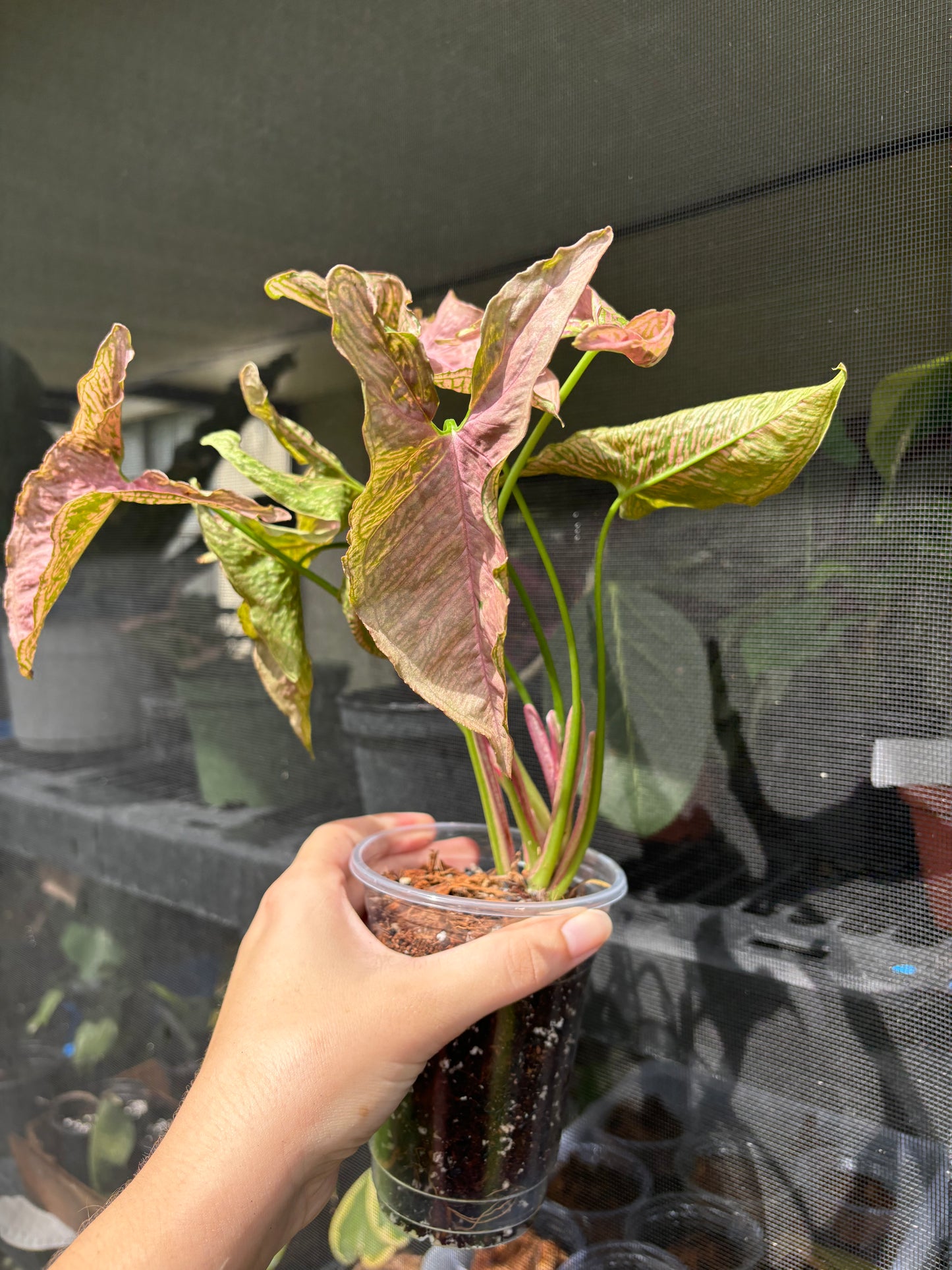 4” Syngonium Mosaic