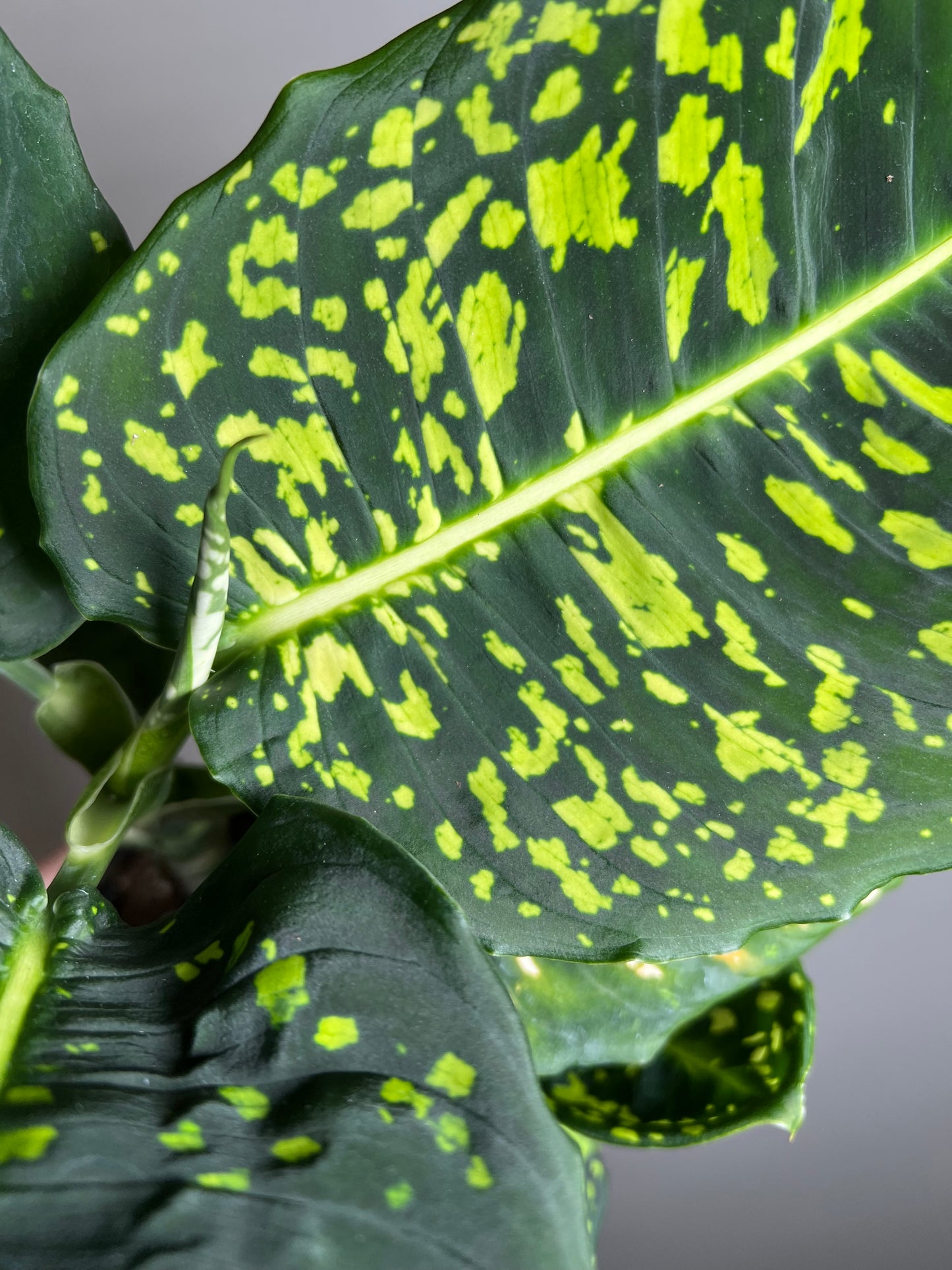 6” Dieffenbachia Reflector