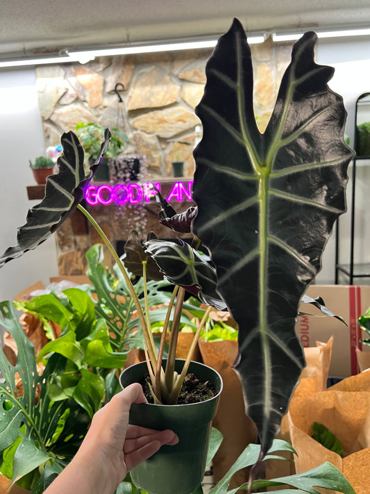 6” Alocasia Purply