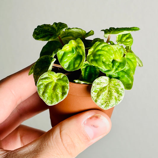 2” Peperomia ‘Green Emerald’