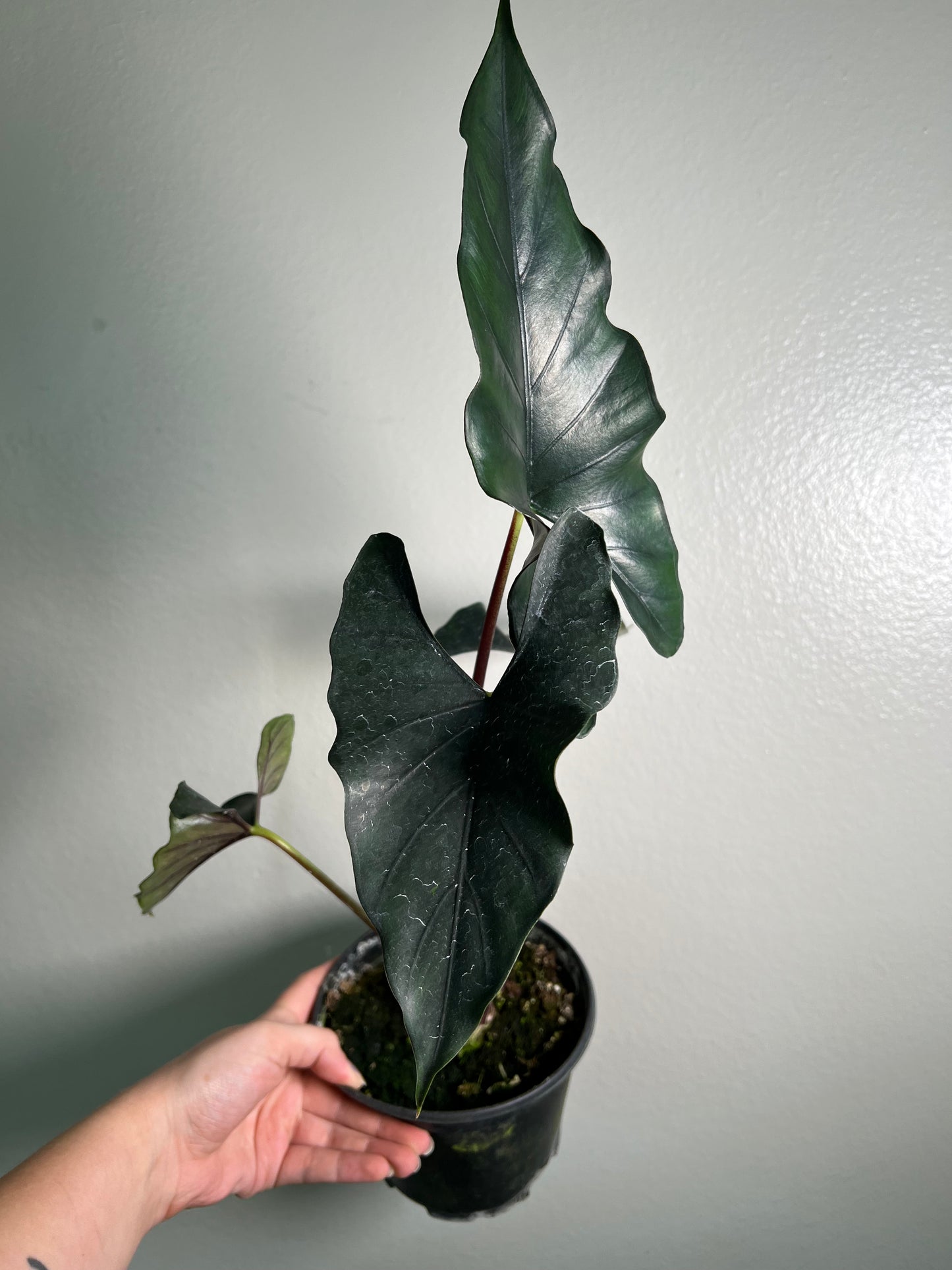 6” Alocasia Purple Cloak