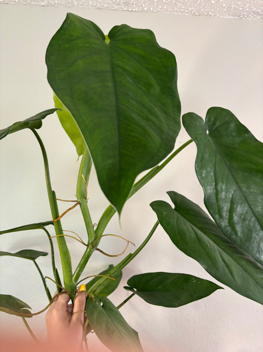 6” Syngonium Chiapense