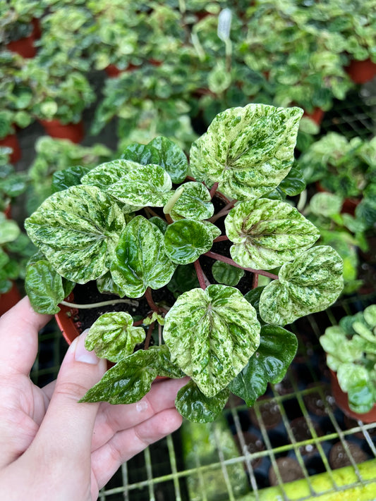 4” Peperomia Freckles