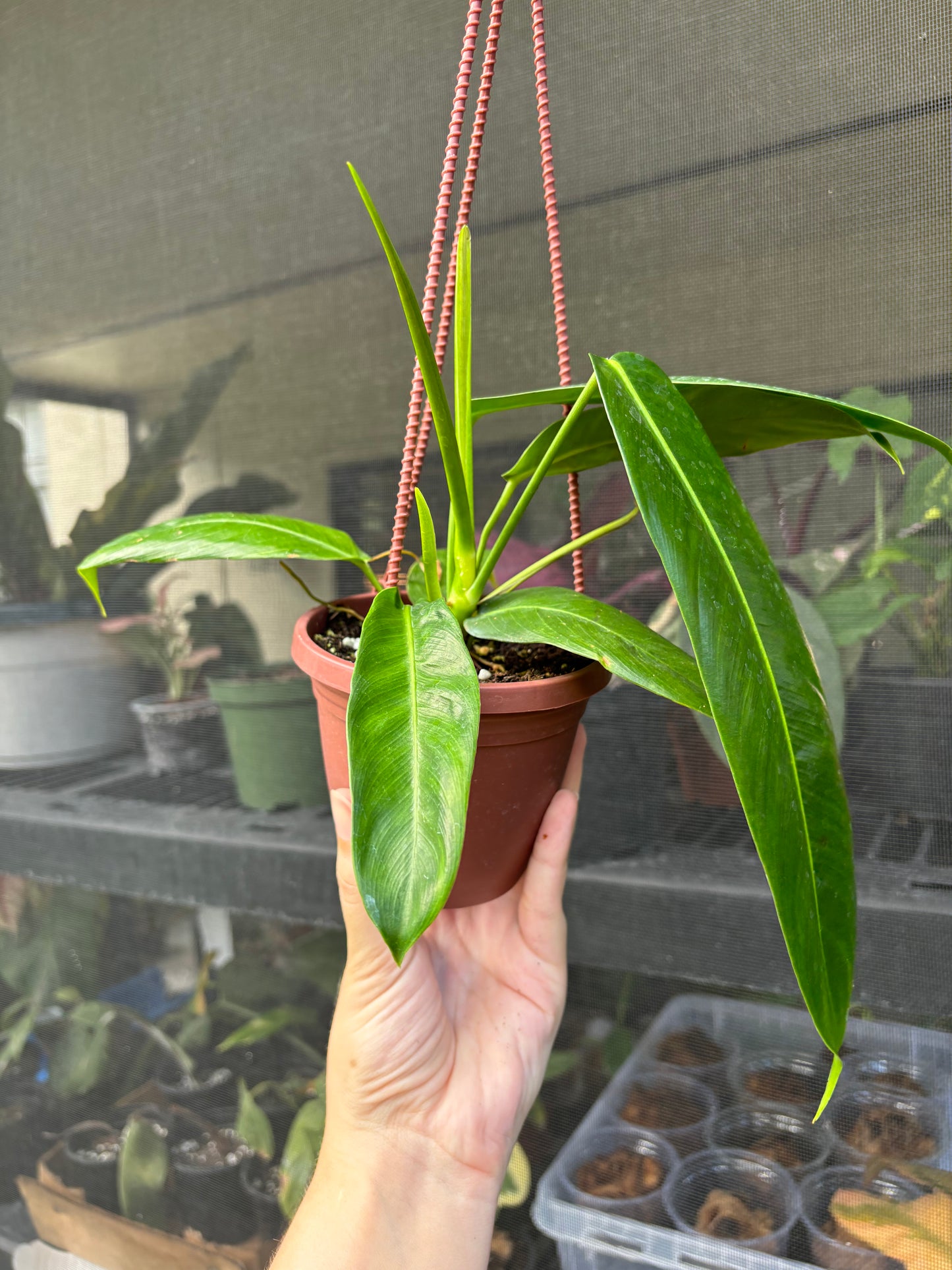 4” Philodendron Patriciae