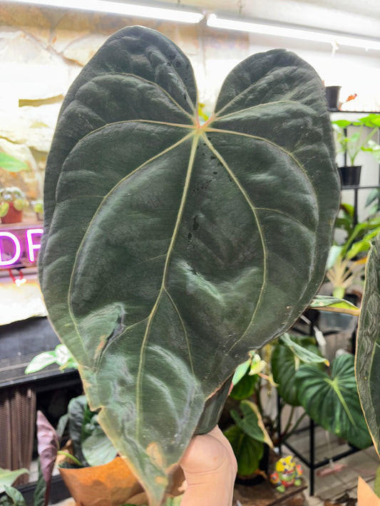 6” Anthurium Antolakii X Avium X Crystallinum