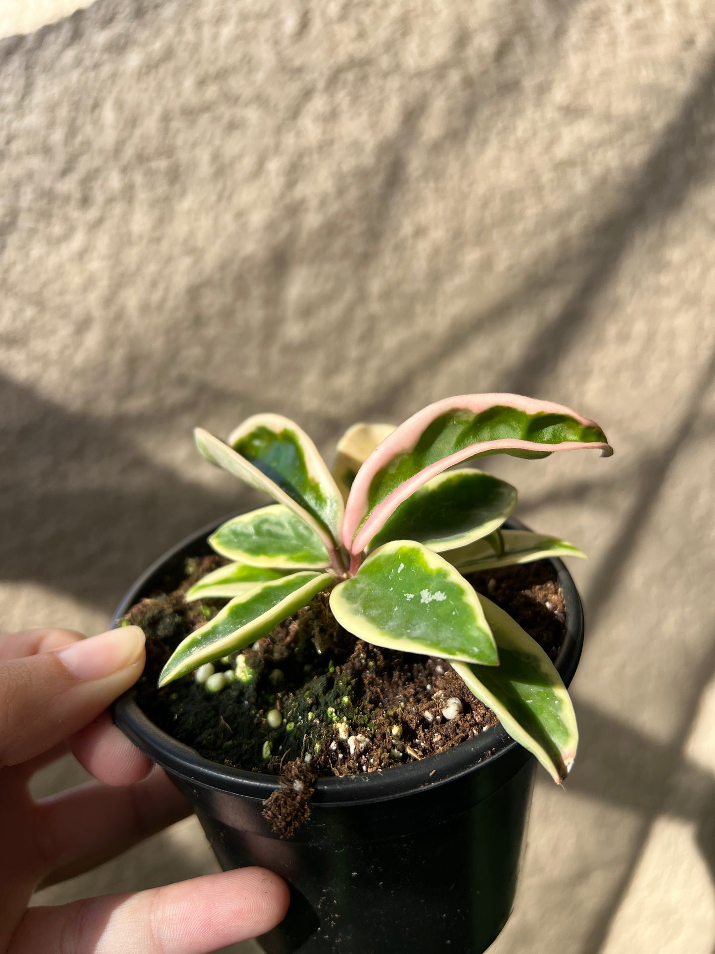 4” Hoya Krinkle 8 Variegated