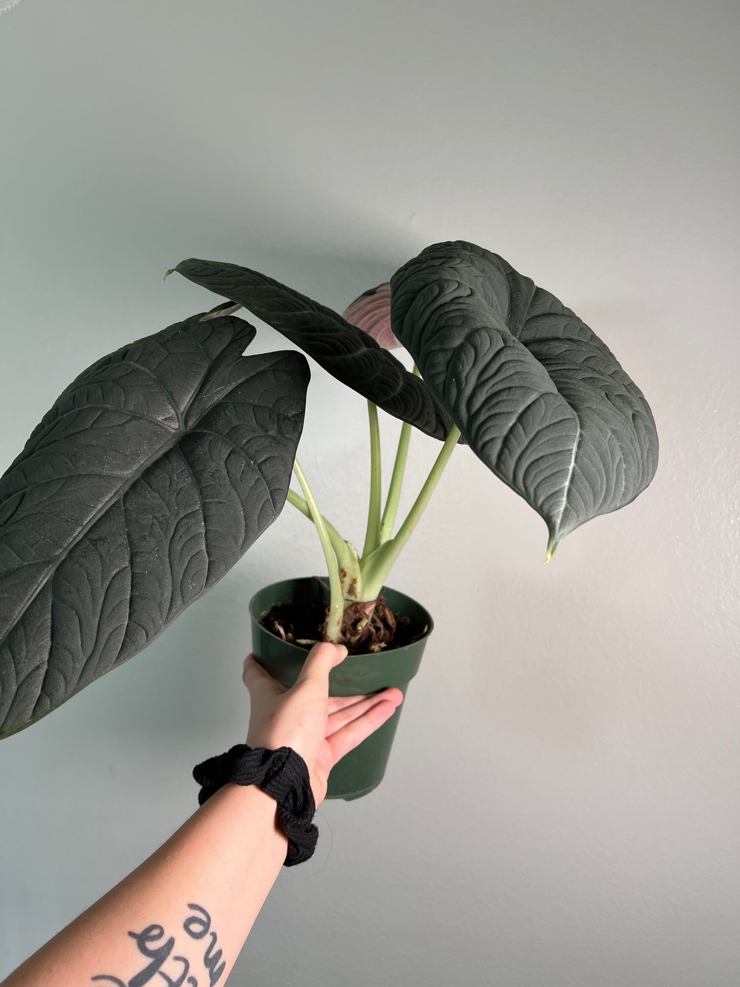 6” Alocasia Maharani