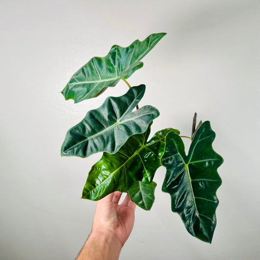 4” Alocasia Sanderiana Bull