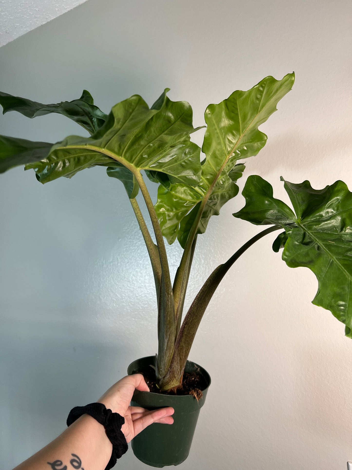 6” Alocasia Low Rider