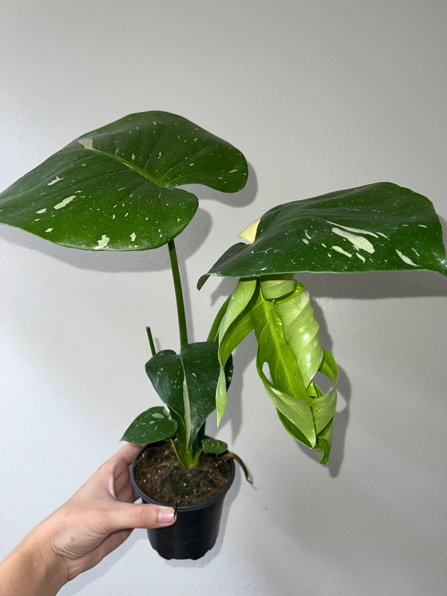 4” Monstera Thai Constellation (C)