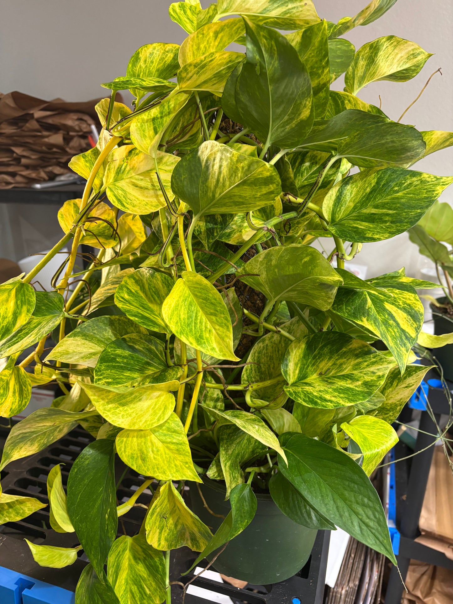 8” Neon Queen Pothos Pole
