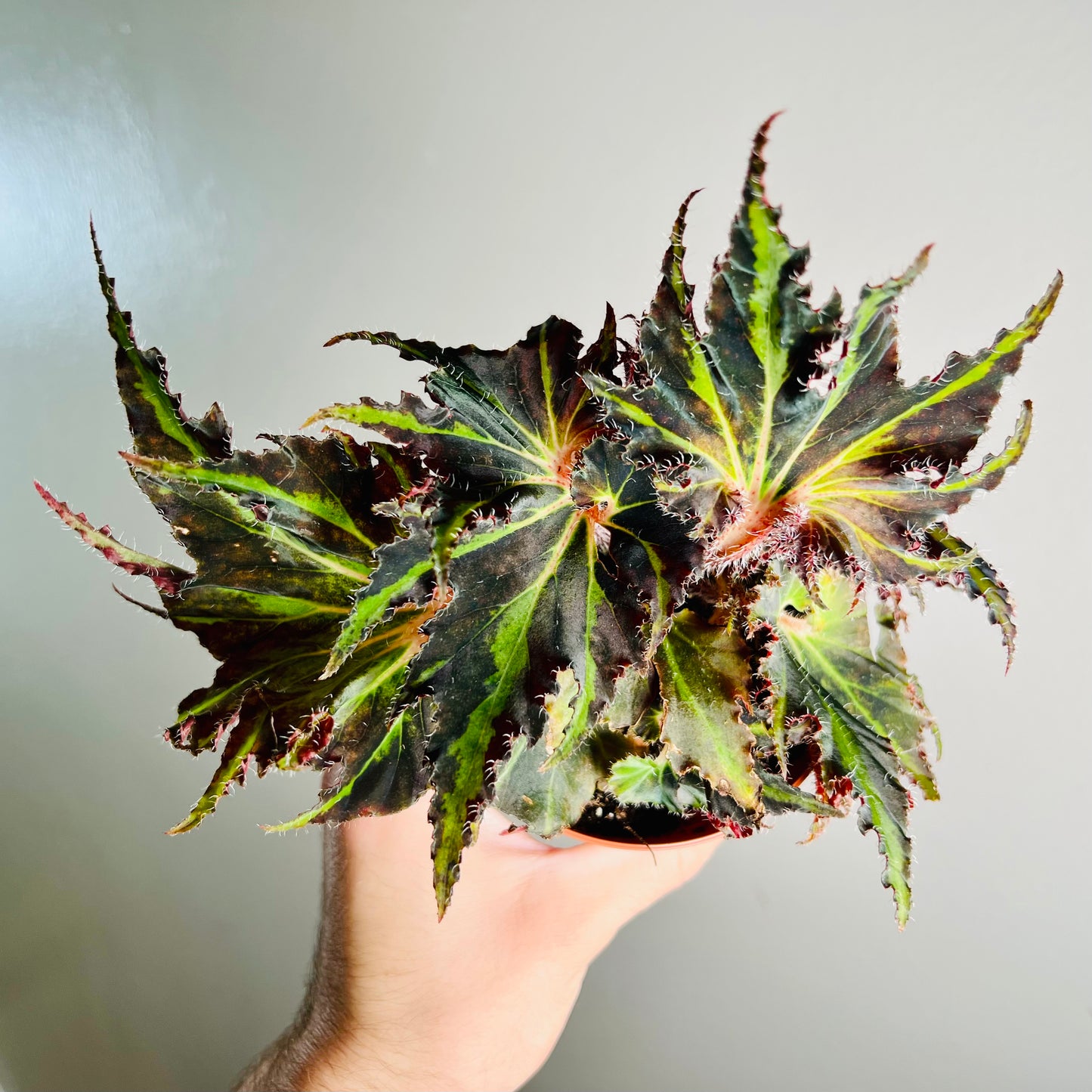 4” Begonia ‘Harmony’s Breakdance’