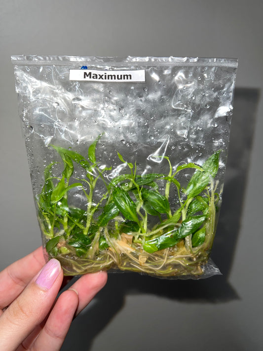 TISSUE CULTURE PACK: Philodendron Maximum 10 Pack