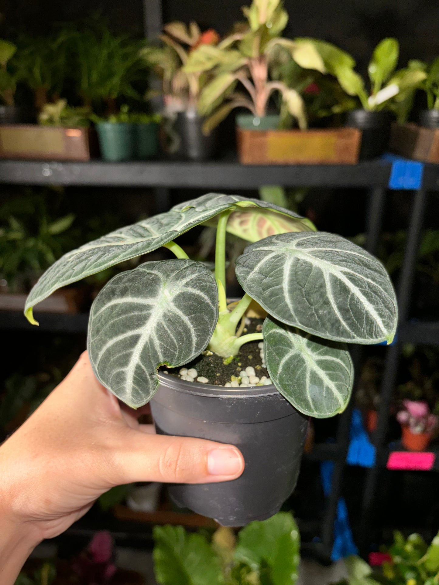 4” Alocasia Ninja