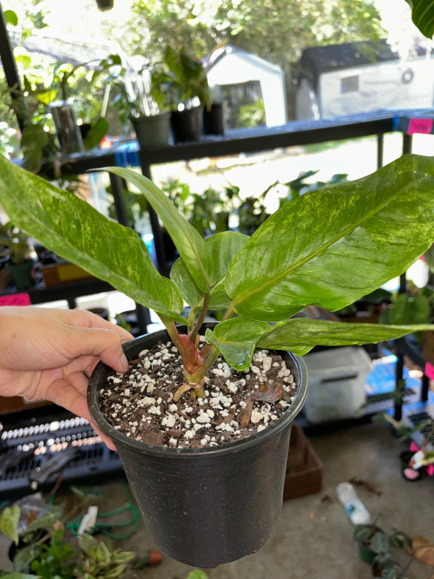 6” Variegated Anthurium Renaissance (B)