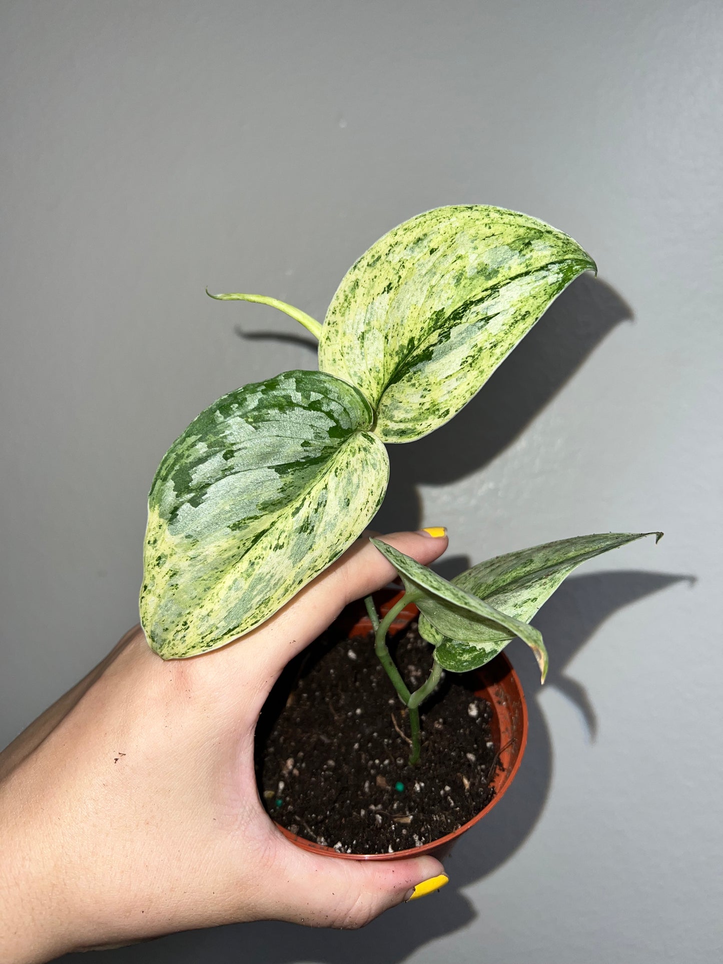 4” Scindapsus Peasun