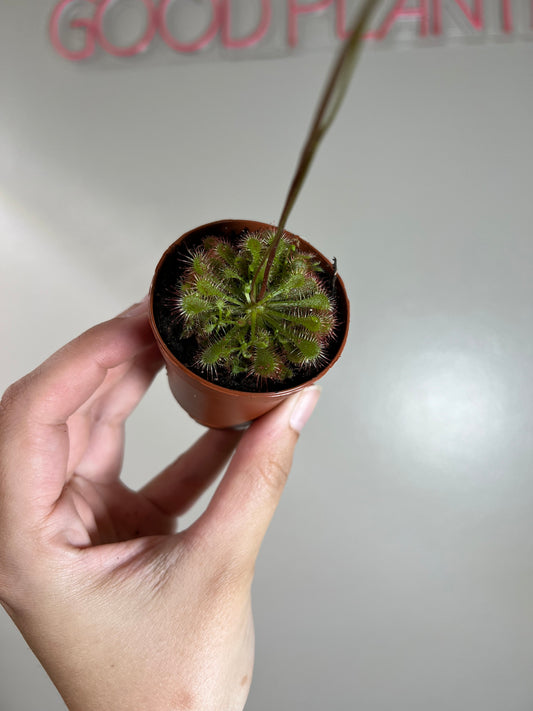 2” Carnivorous Sundew