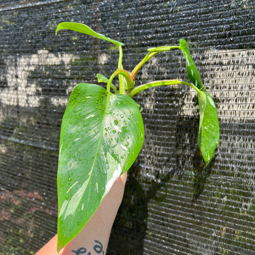 4” Philodendron White Princess