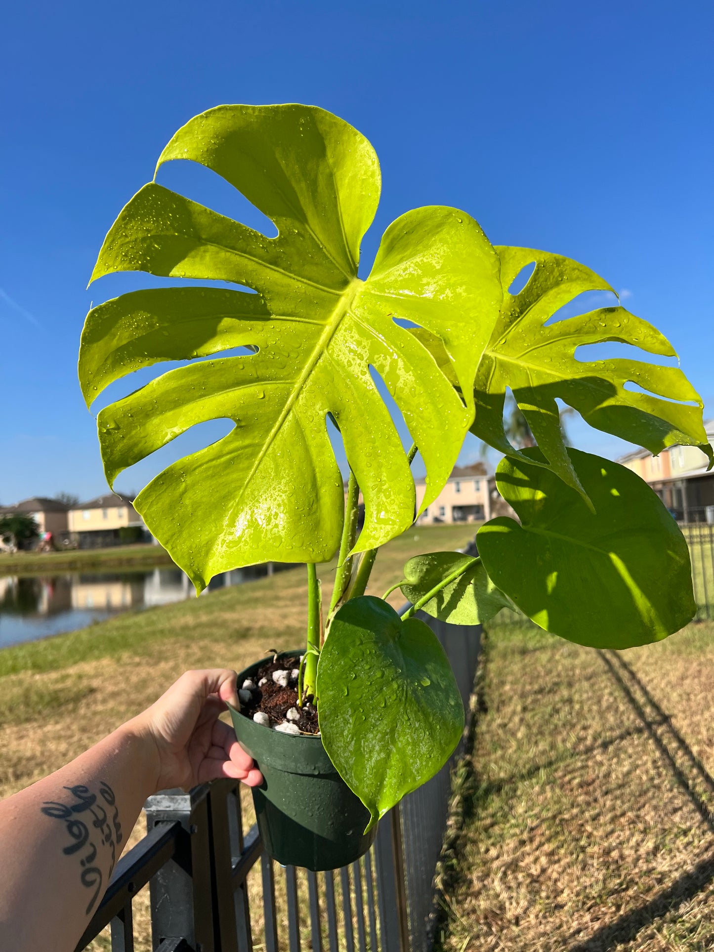 6” Monstera Deliciosa Lemon Lime
