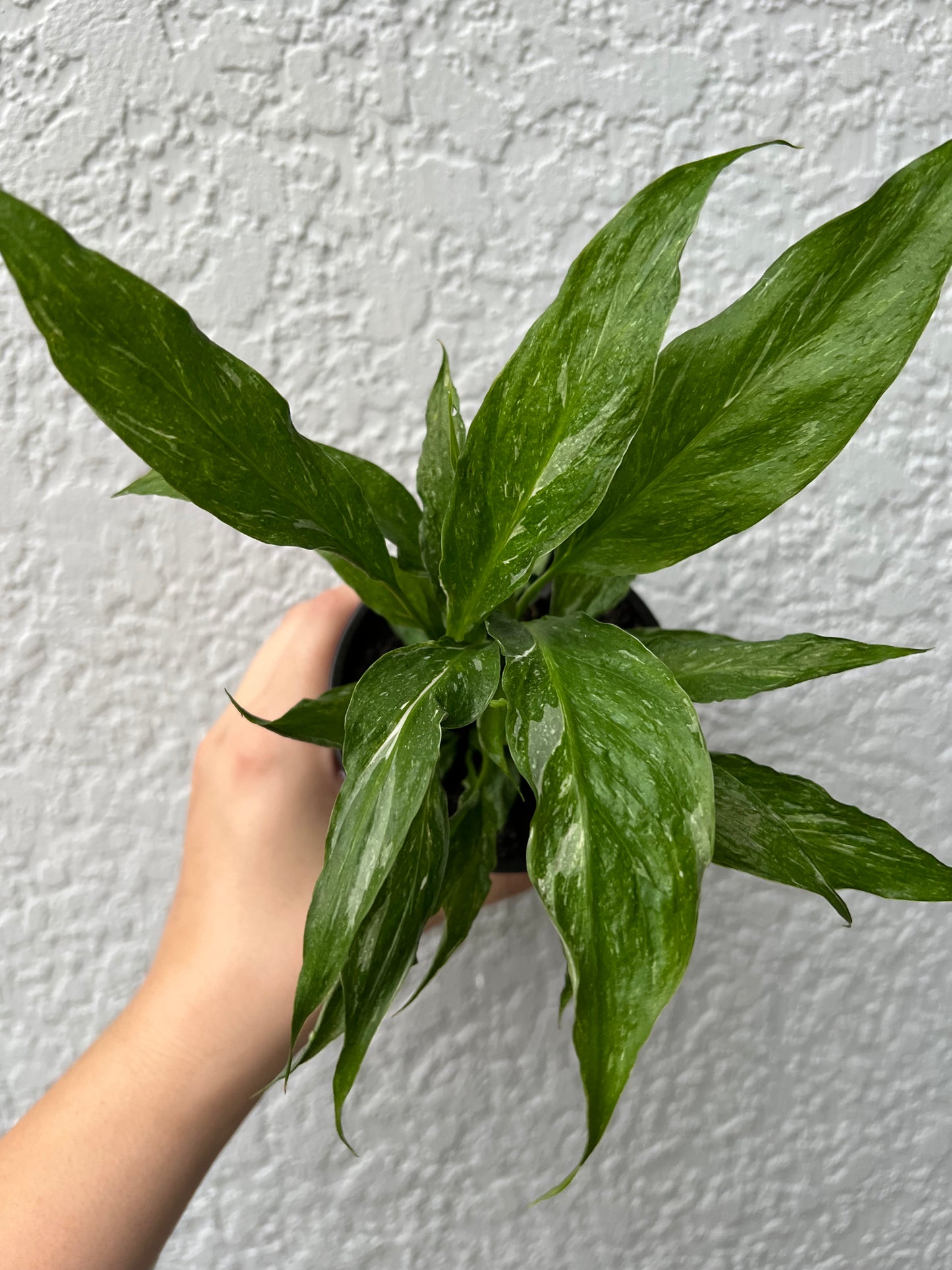 4” Peace Lily ‘Domino’