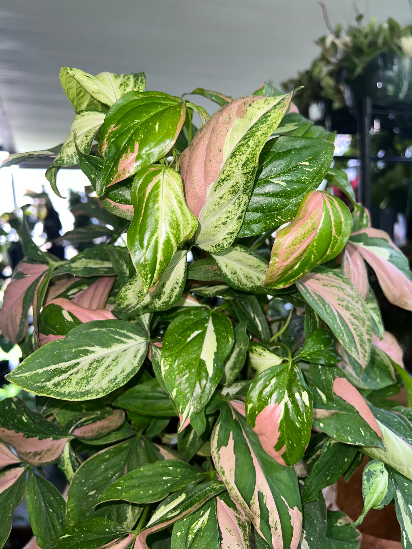 6” Syngonium Red Spot Tricolor