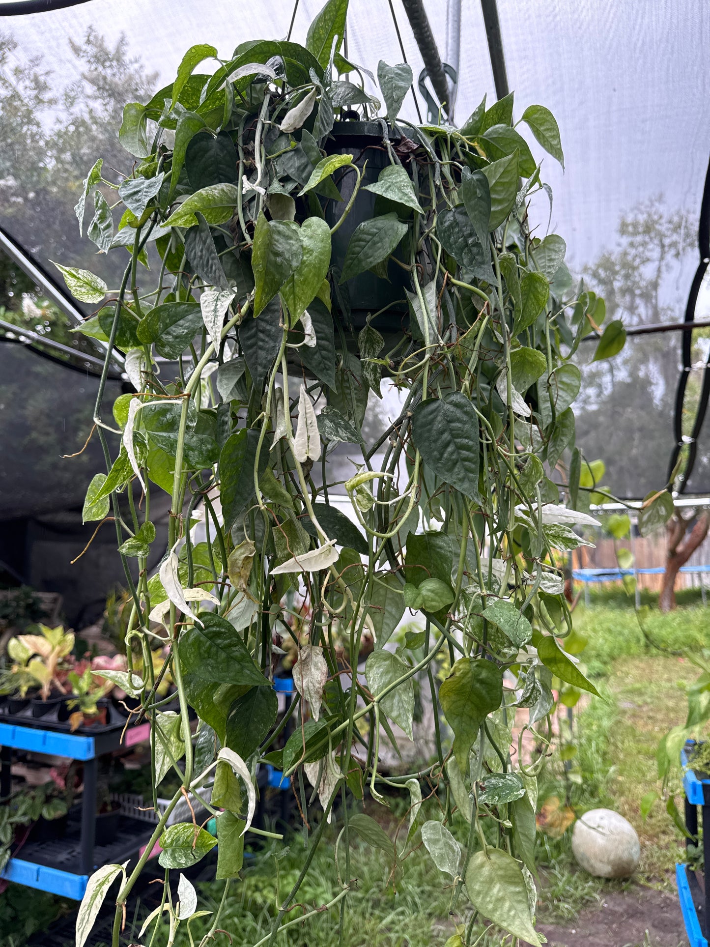 8” Epipremnum Cebu Blue Ghost